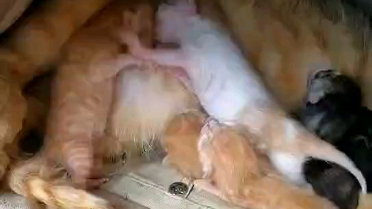 这是打娘胎里就结下梁子了